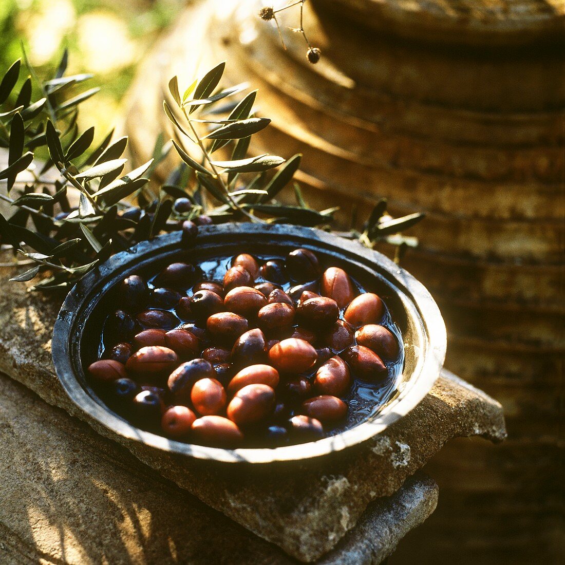 Fresh Olives in a Tray with Branches