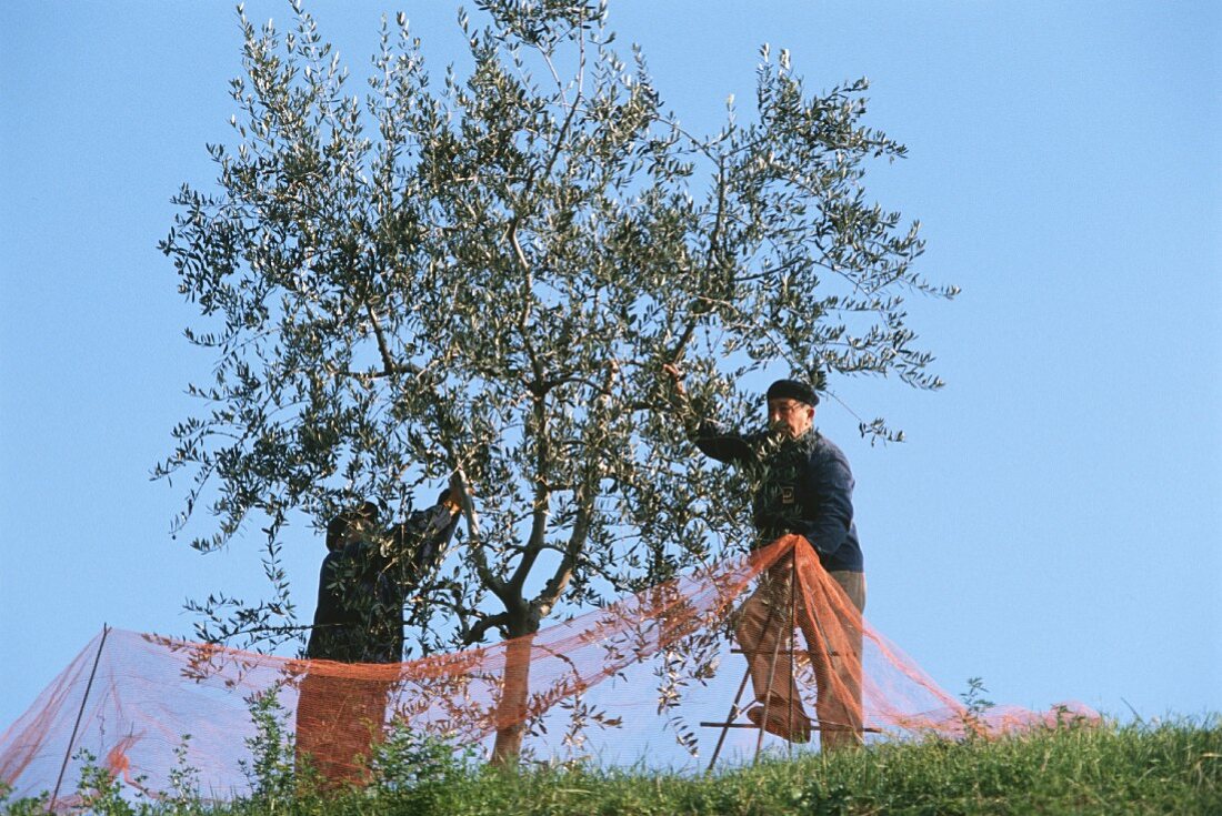 Olive harvest in Veneto