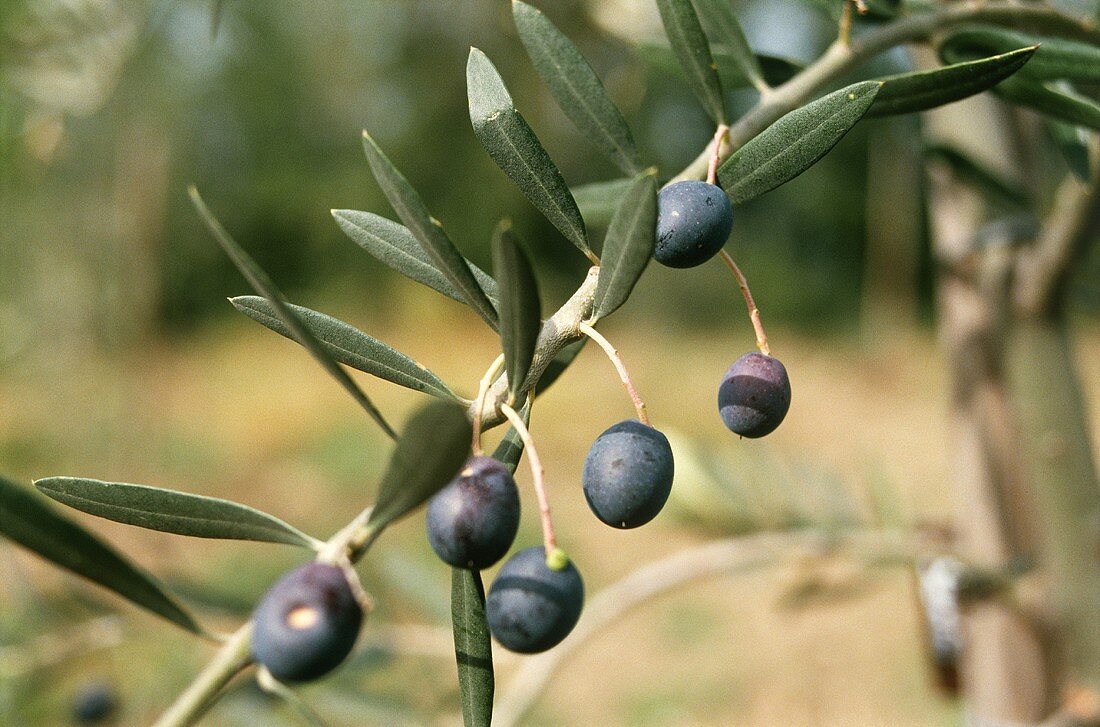 Schwarze Oliven am Zweig