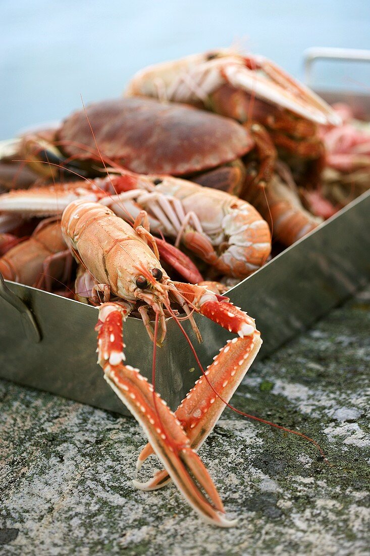 Freshwater crayfish and crab in a roasting tin