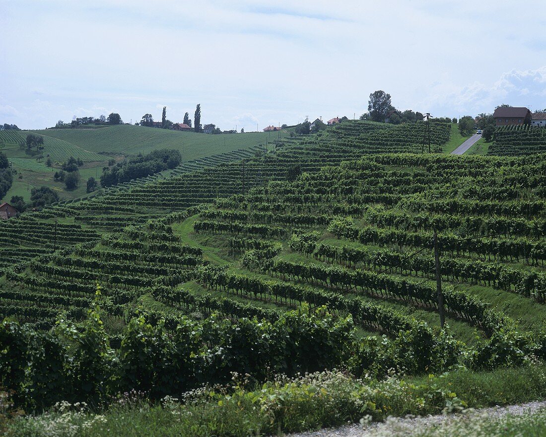 Vineyard near Kog, Jeruzalem, Slovenia