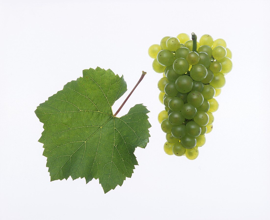 Chardonnay grapes with vine leaf