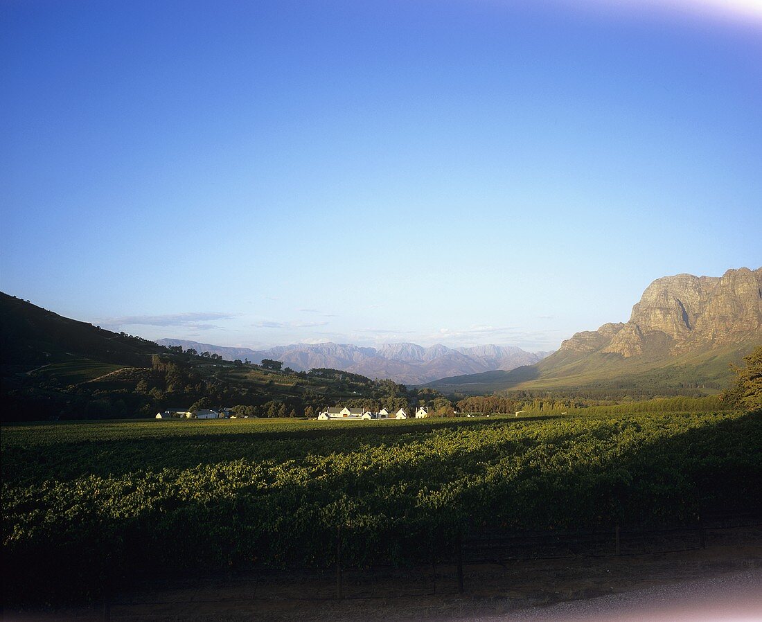 Zorgvliet Wine Estate, Stellenbosch, S. Africa