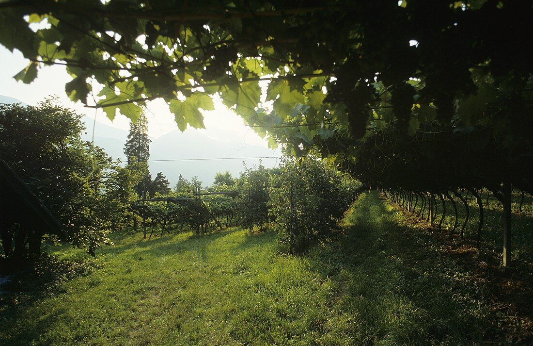 Pergola training of vines, Terlan, S. Tyrol, Italy