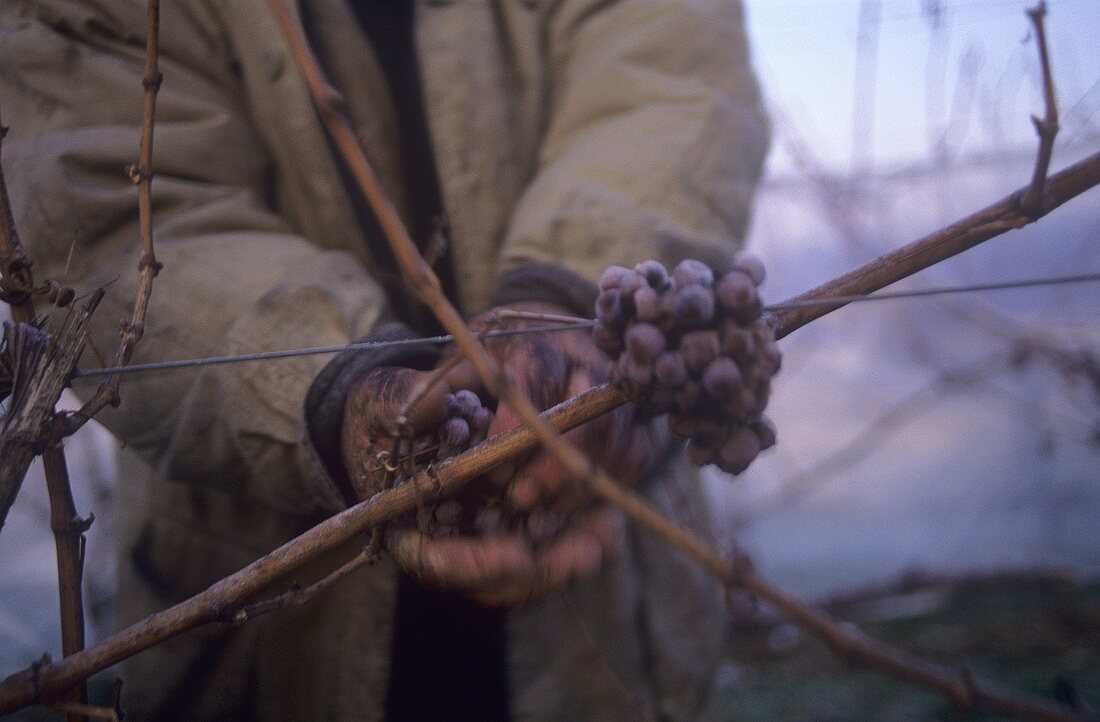 Picking ice wine grapes, Rheingau, Germany