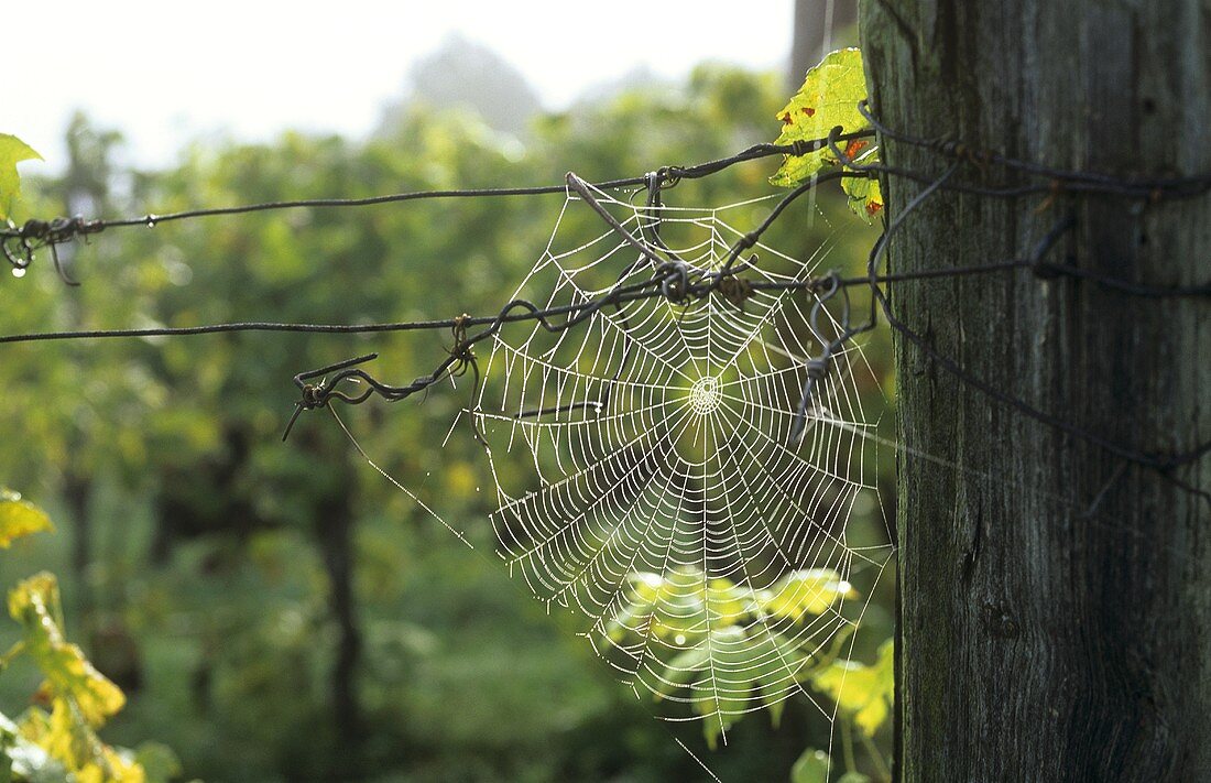 Ein Spinnennetz im Weinberg
