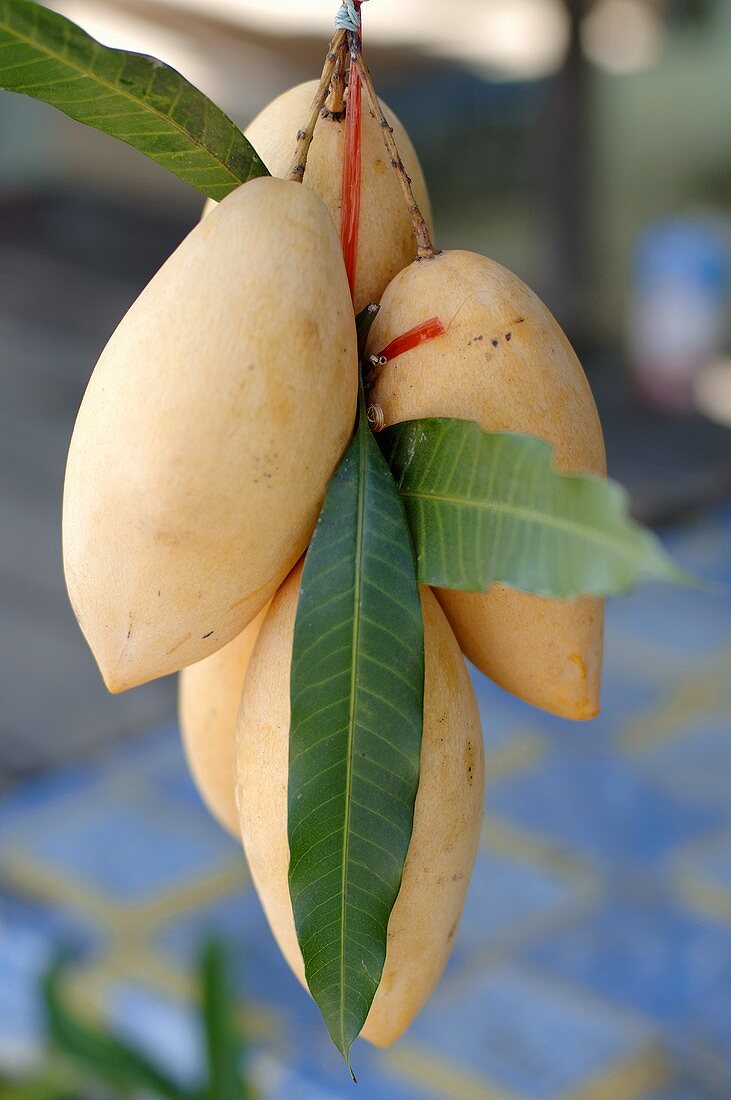 Mangos hanging on the tree (Thailand)