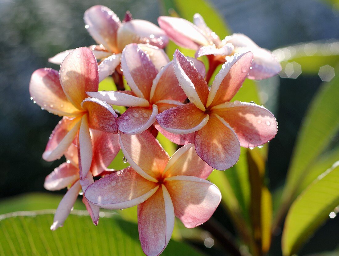 Plumeria (Frangipani or Leelawadee) with dewdrops