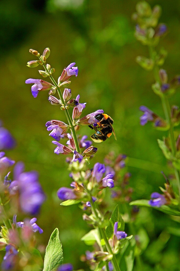 A bumblebee on flowering sage