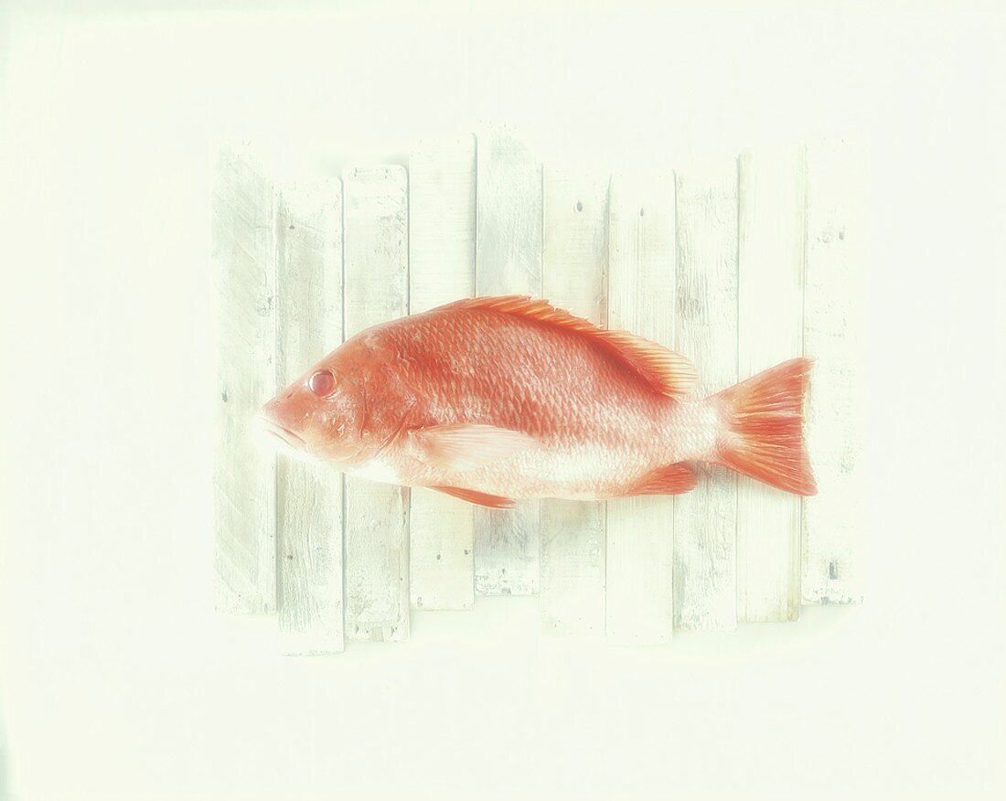 A red snapper