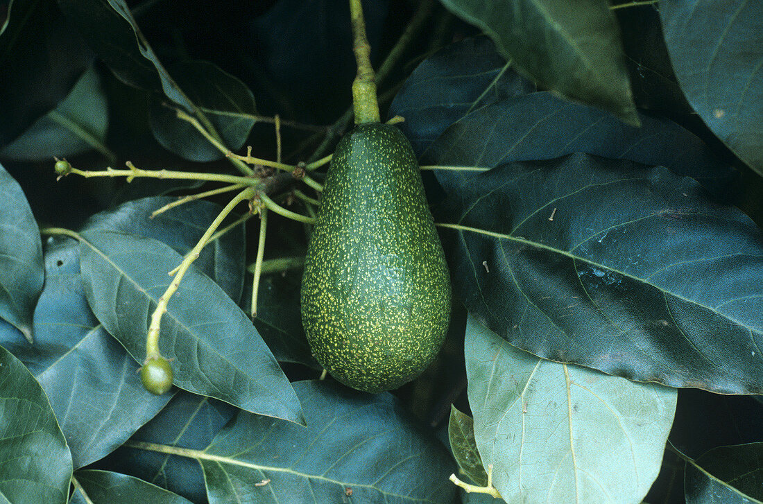Avocado on the tree (Australia)