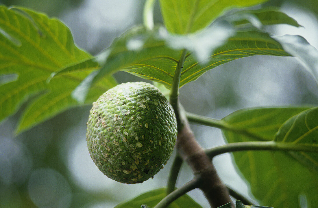 Jackfrucht am Baum