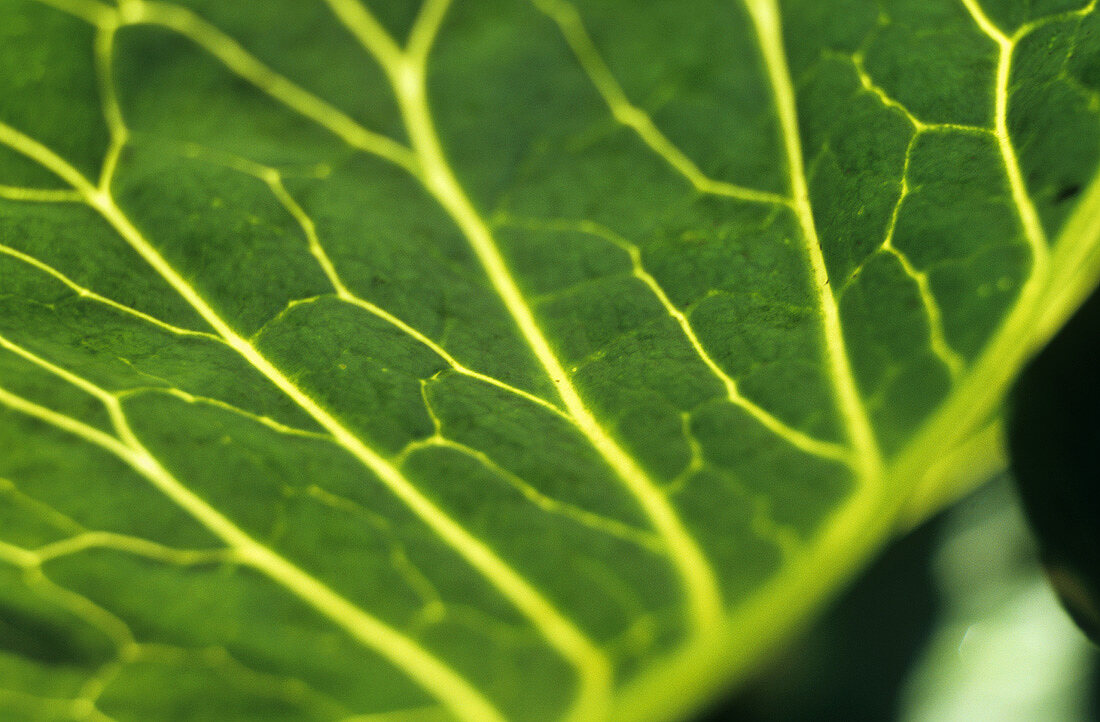 Pak choi leaf