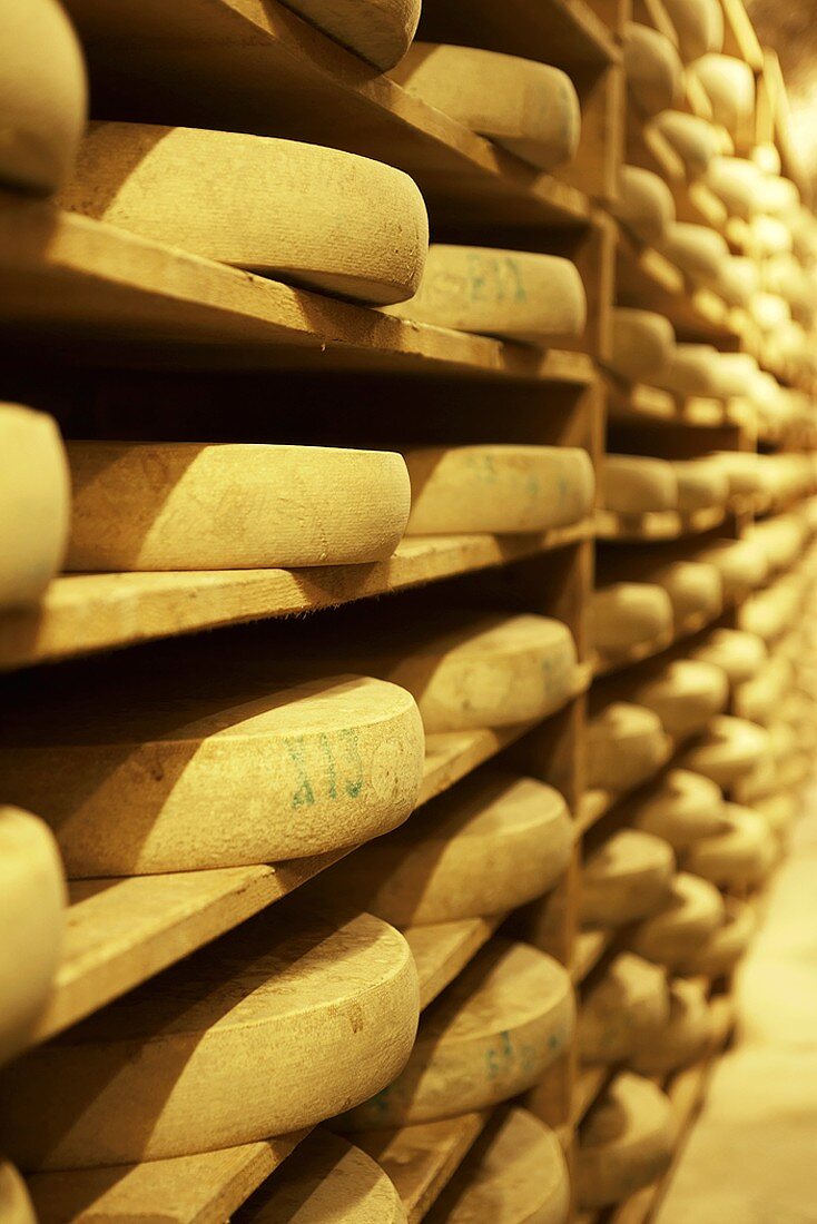 Comté cheese in cheese cellar