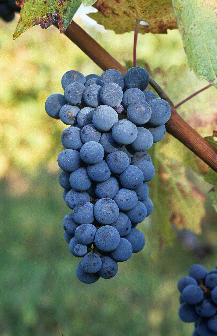 Blaue Weintrauben am Rebstock hängend