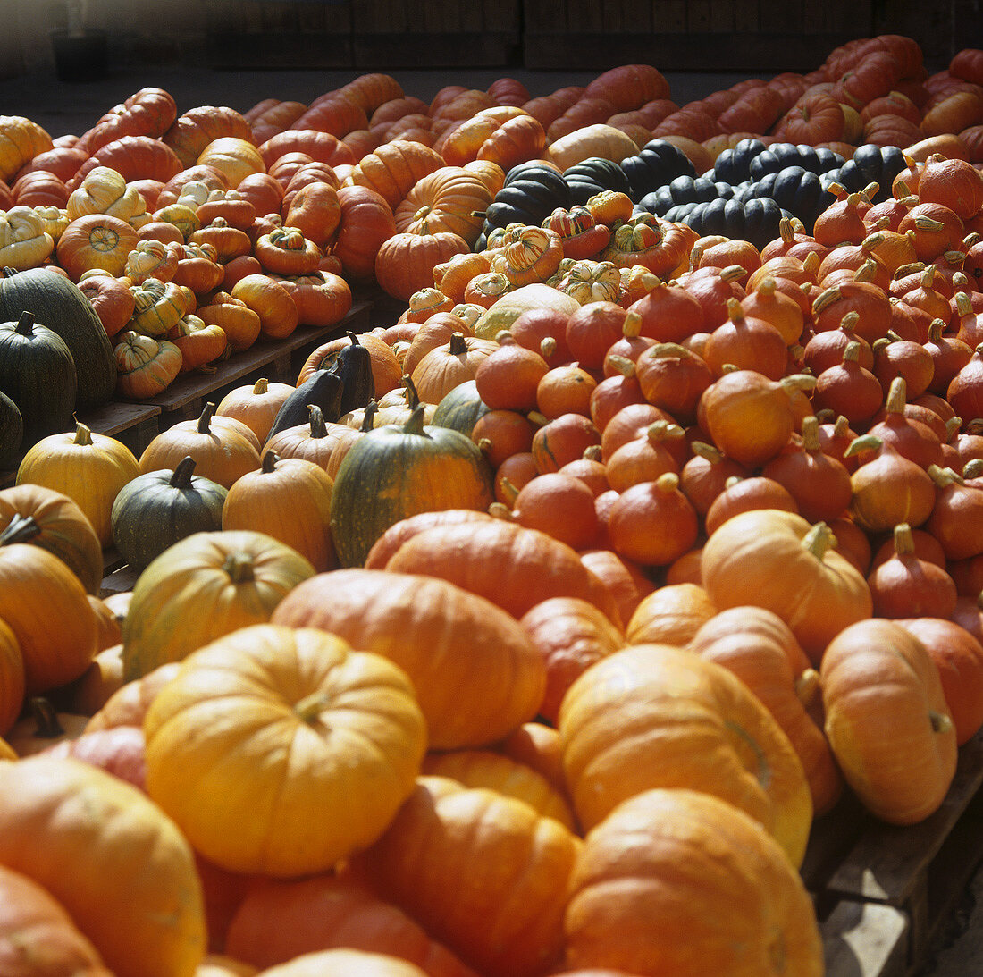 Many different squashes and pumpkins