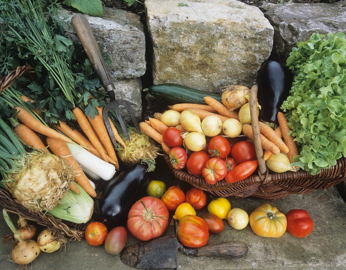 Still life with various types of vegetables out of doors