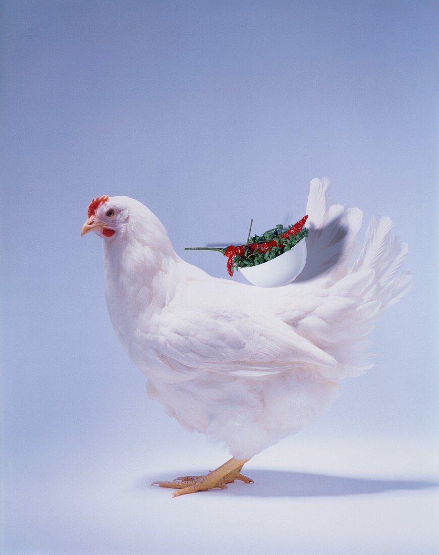 Huhn hält Schälchen mit Kresse und Chilischoten