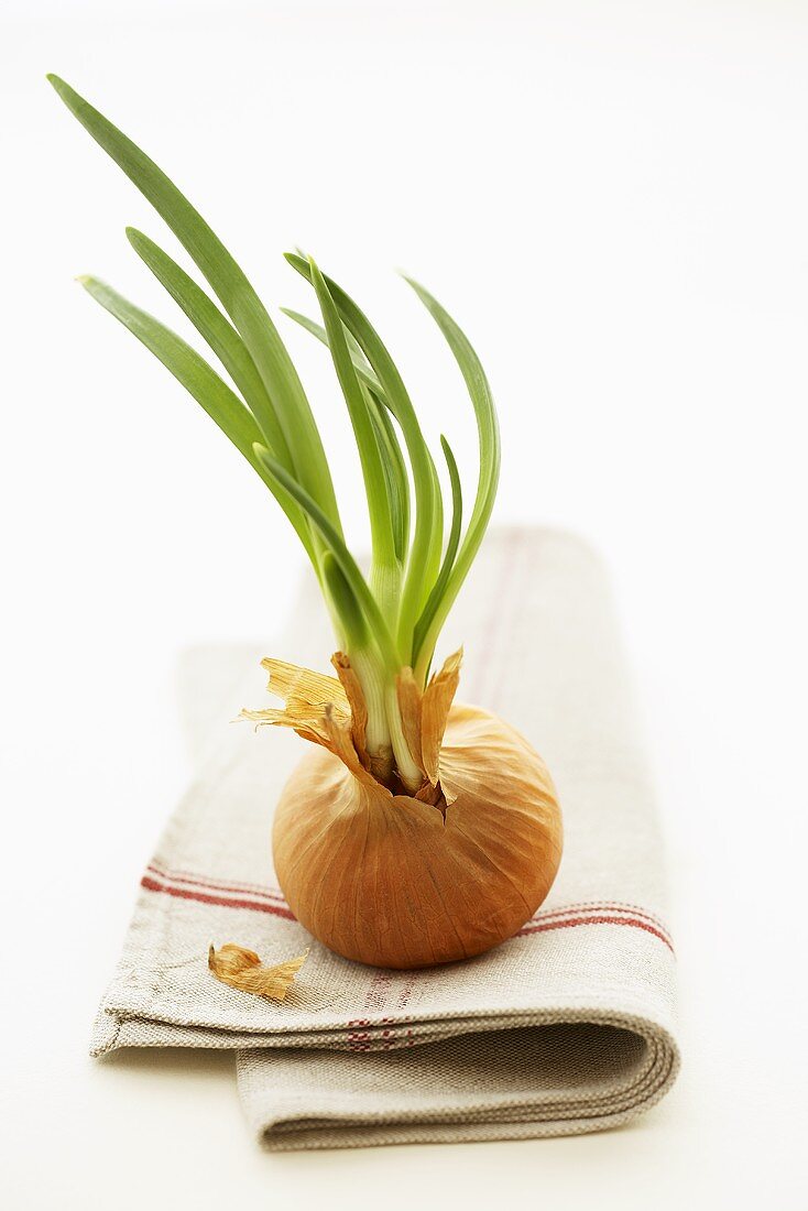 An onion with shoots on a cloth