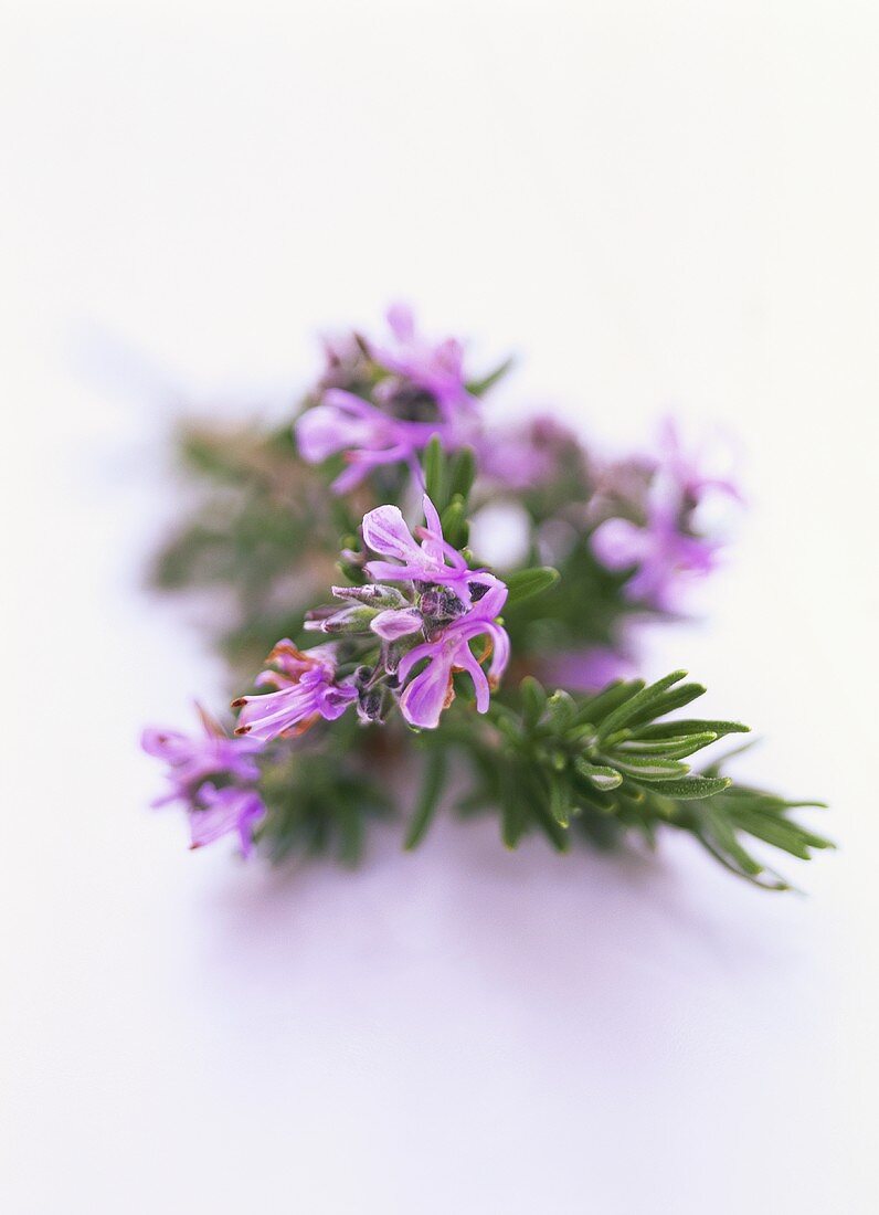 Sprig of rosemary with flowers