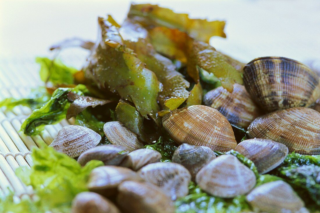 Small and large clams