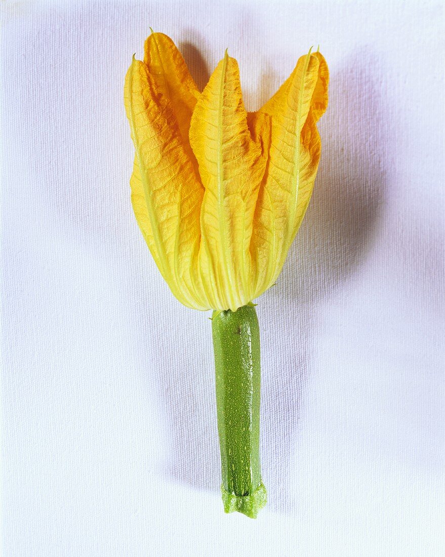 A courgette flower