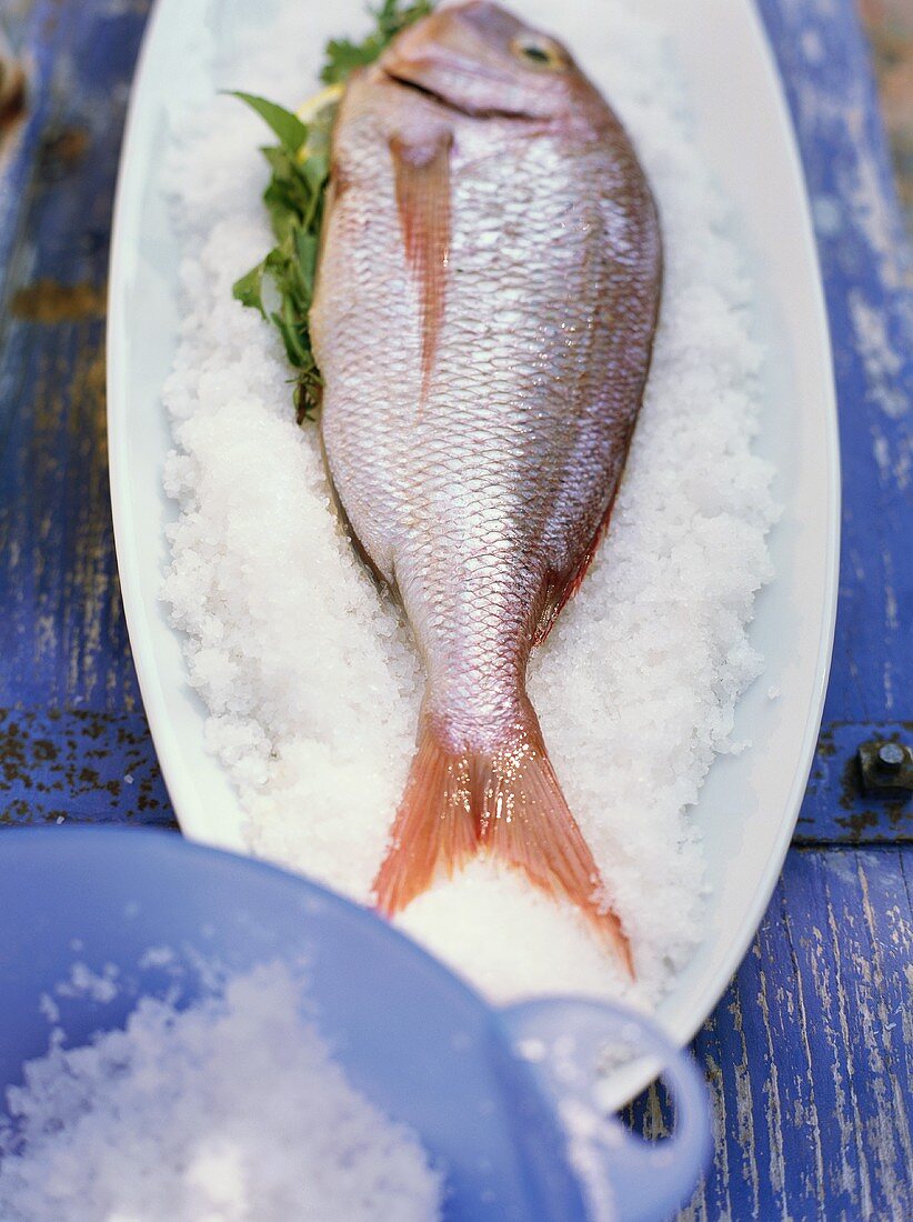 Sea bream on salt