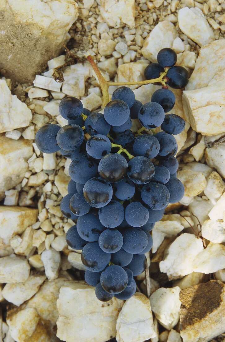 Shiraz grapes, Roussillon, France