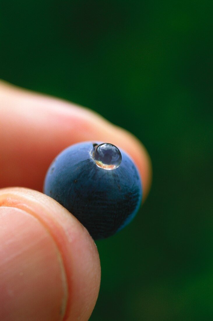 Two fingers squashing Cabernet Sauvignon grape, S. Africa