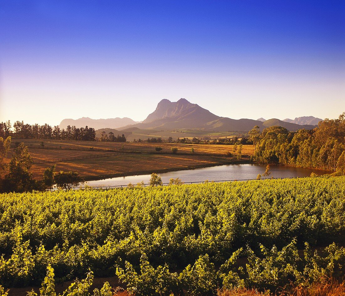 Wine-growing region around Paarl against Simonsberg, S. Africa 