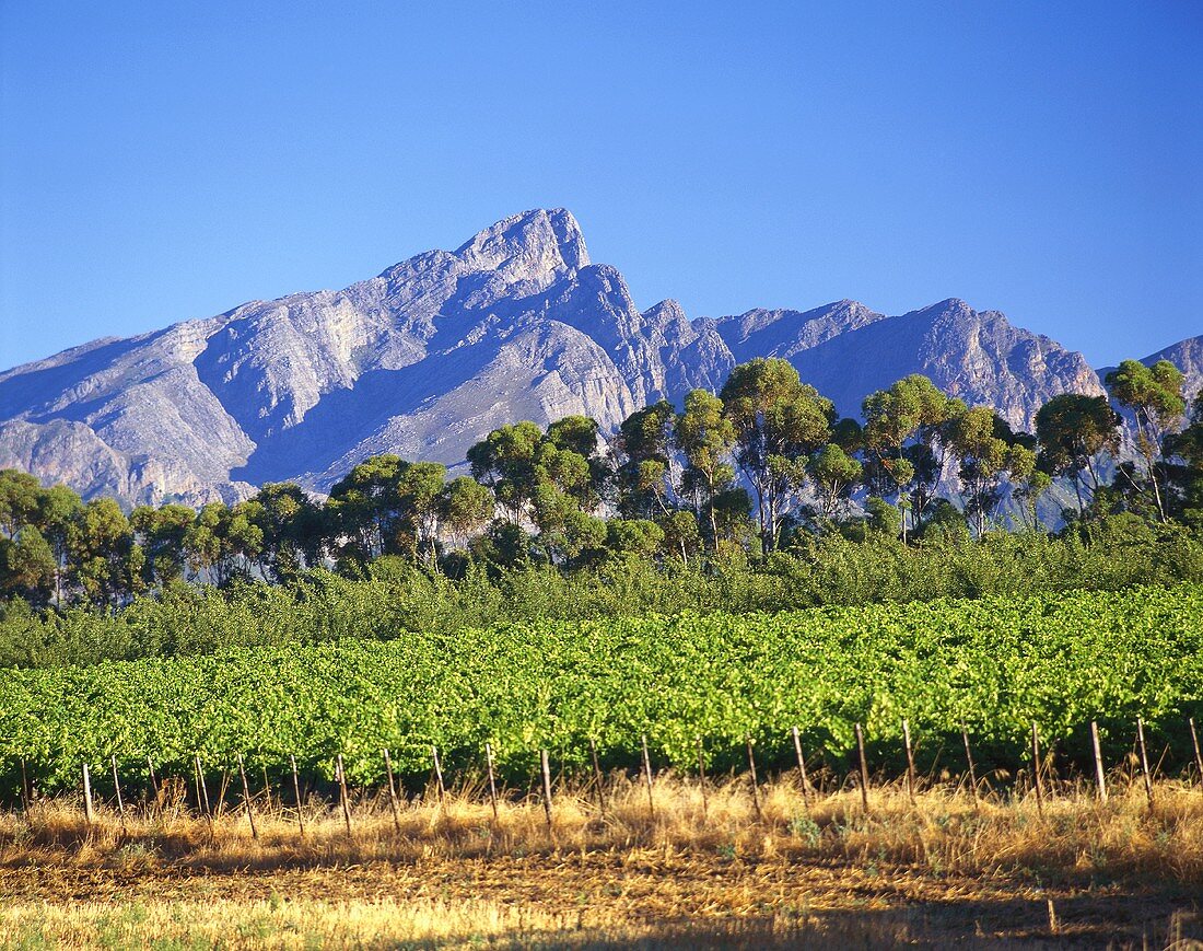 Weingebiet in Tulbagh, Südafrika