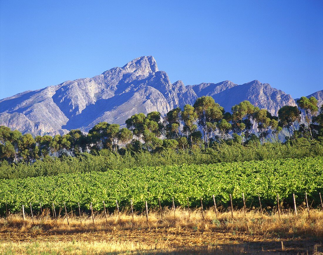 Wine-growing region in Tulbagh, S. Africa