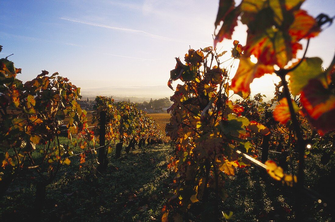 Vineyard at Vosne-Romanee, Burgundy, France