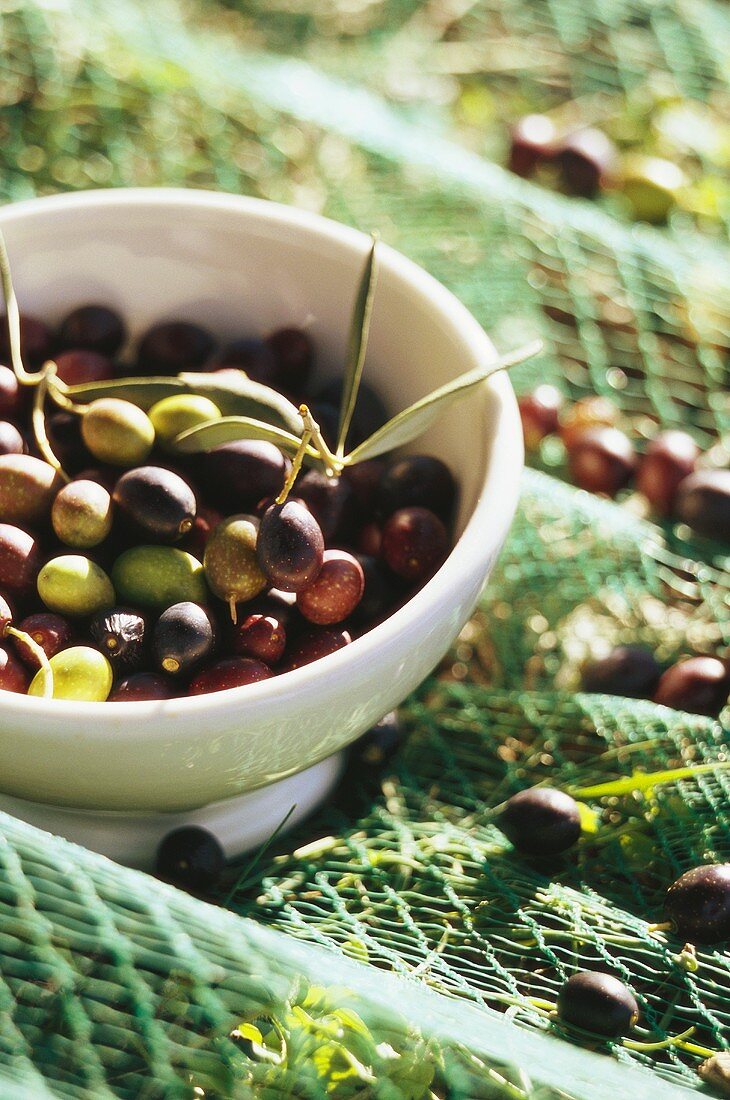 Fresh olives in a bowl and a net