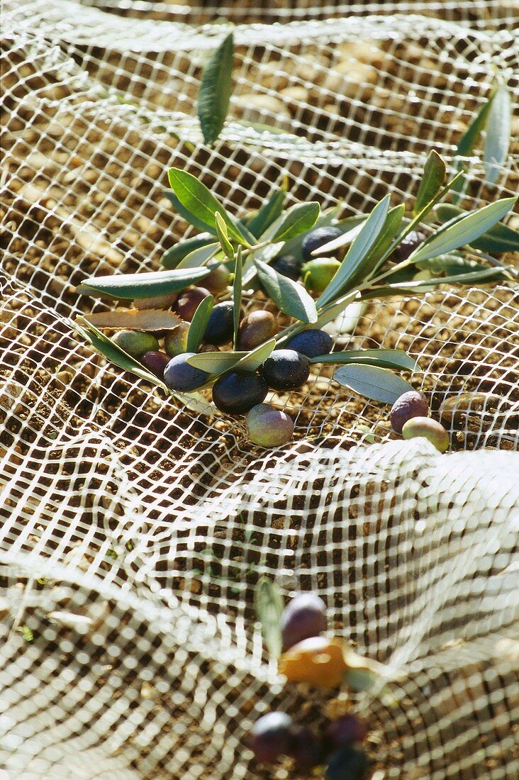 Fresh olives in a net