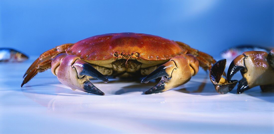 A cooked crab