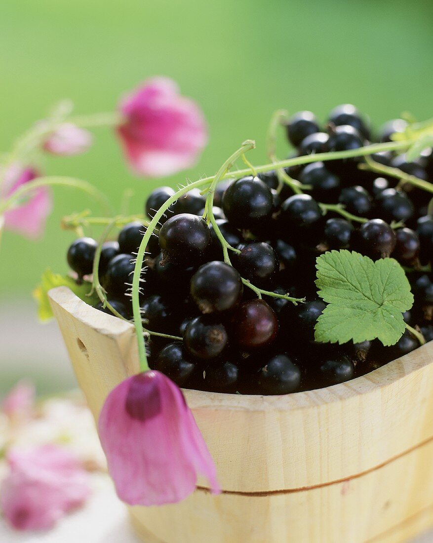 Schwarze Johannisbeeren in einem Holztrog