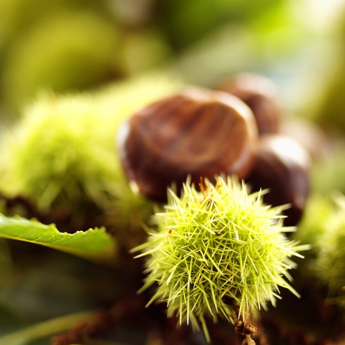 Sweet chestnuts