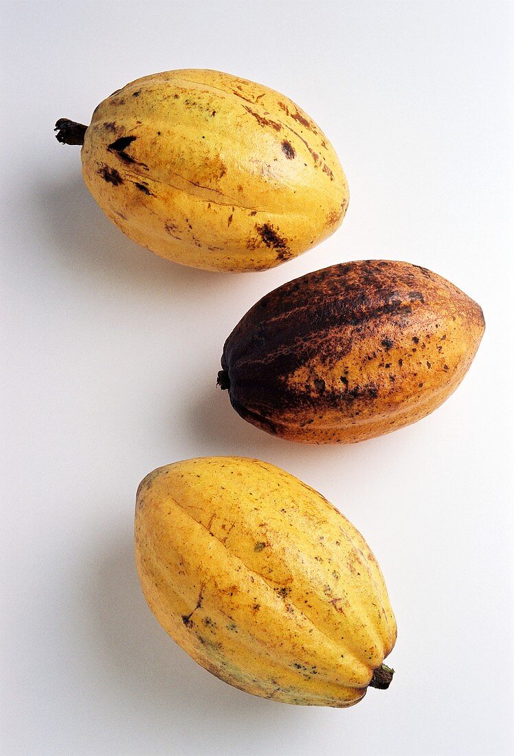Three cacao fruits