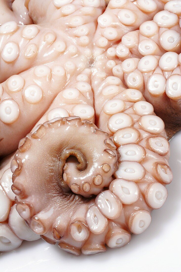 Tentakeln und Saugnäpfe eines Oktopus