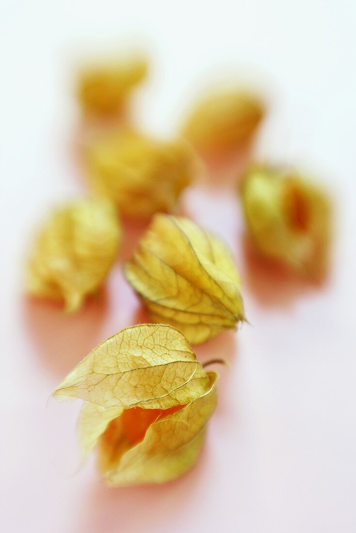 Several Physalis