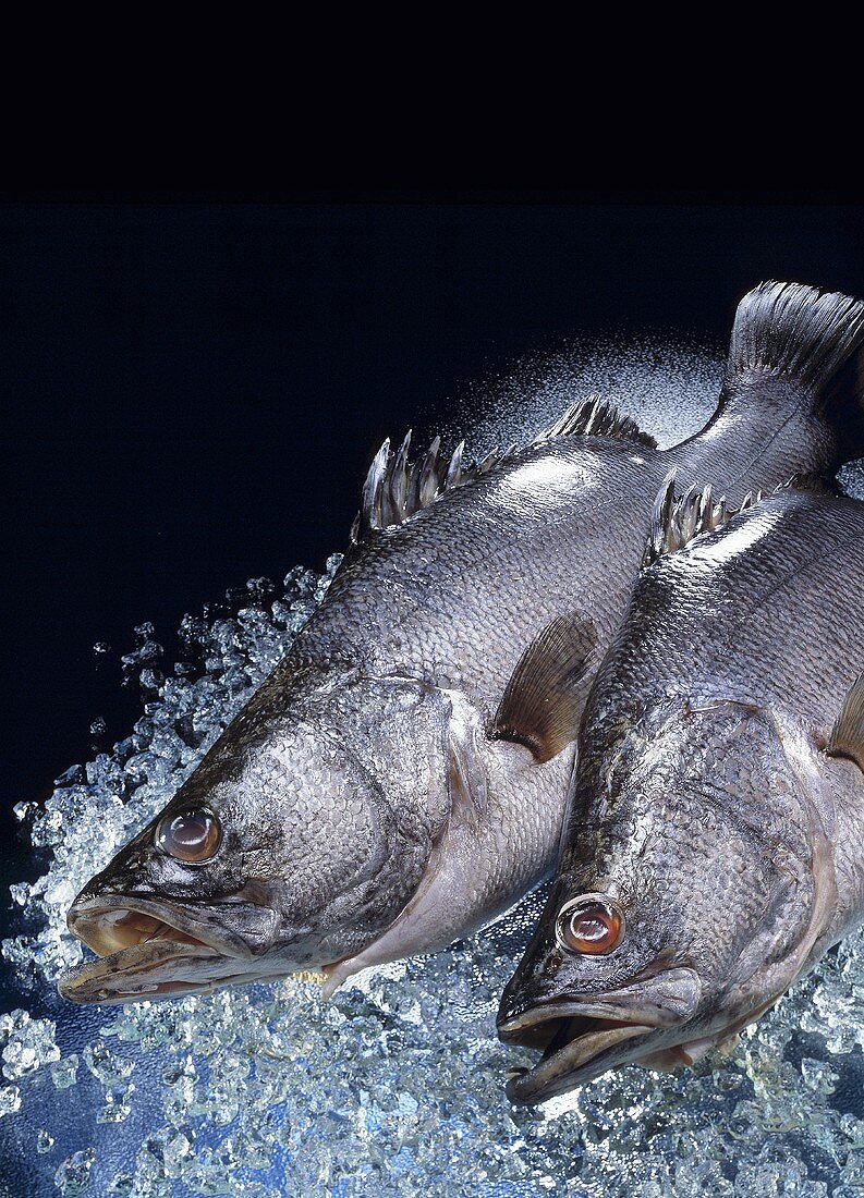 Two Nile perch on ice