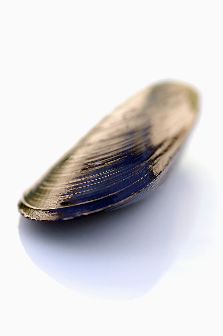 A mussel