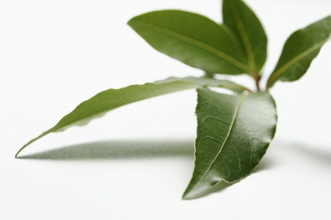 Five bay leaves