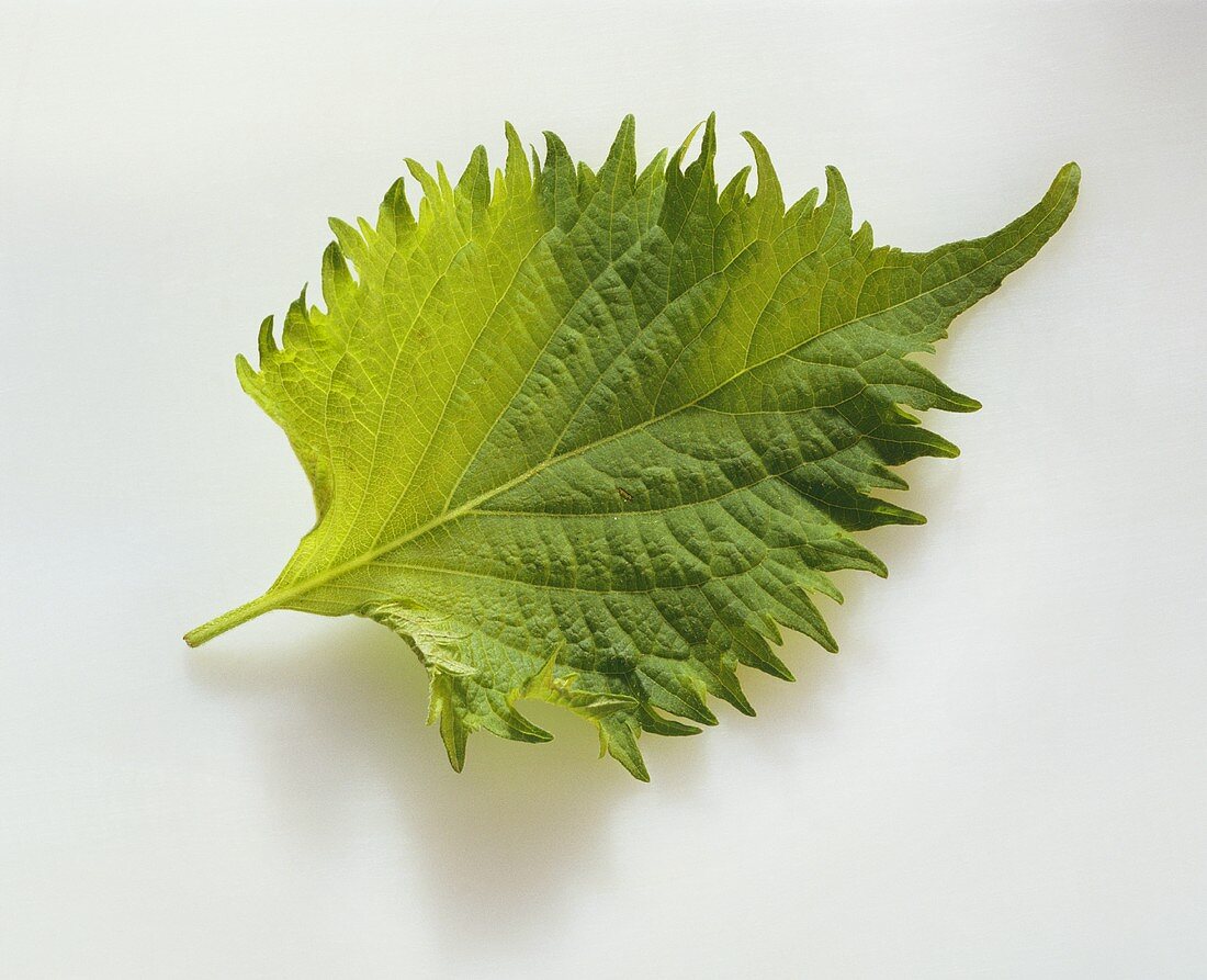 Ein Shiso Blatt