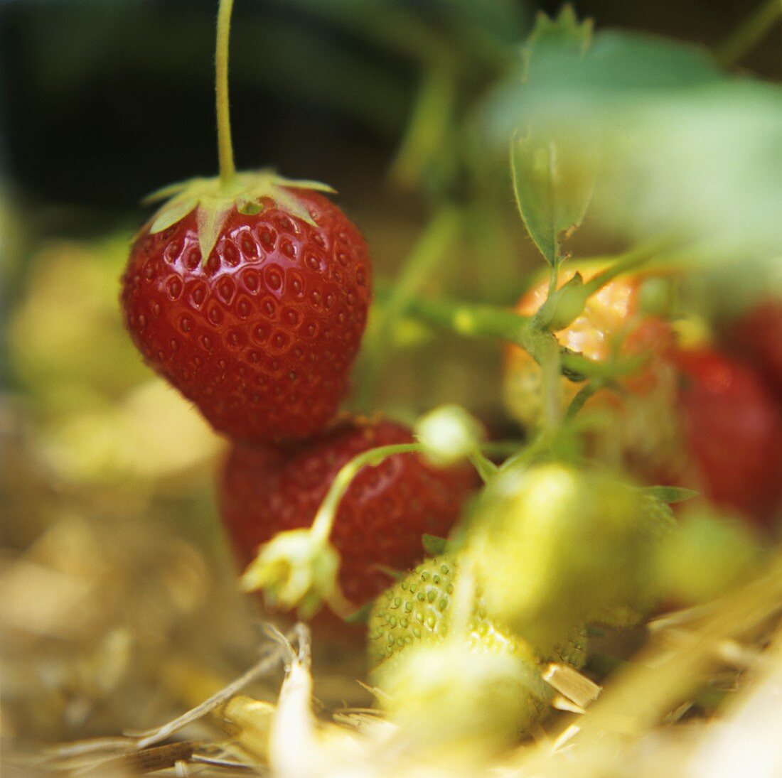 Erdbeeren an der Pflanze