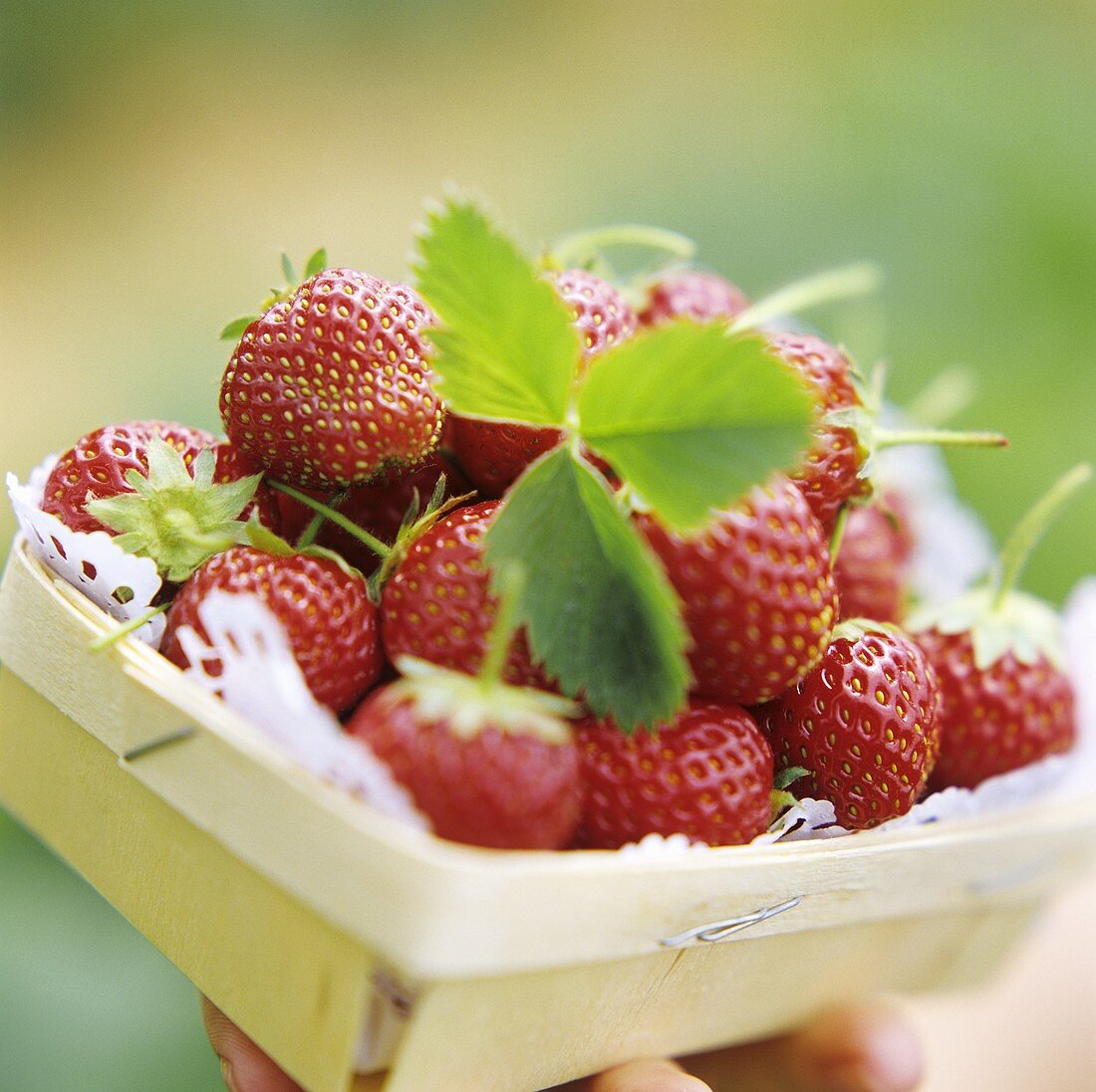 Erdbeeren im Spankorb