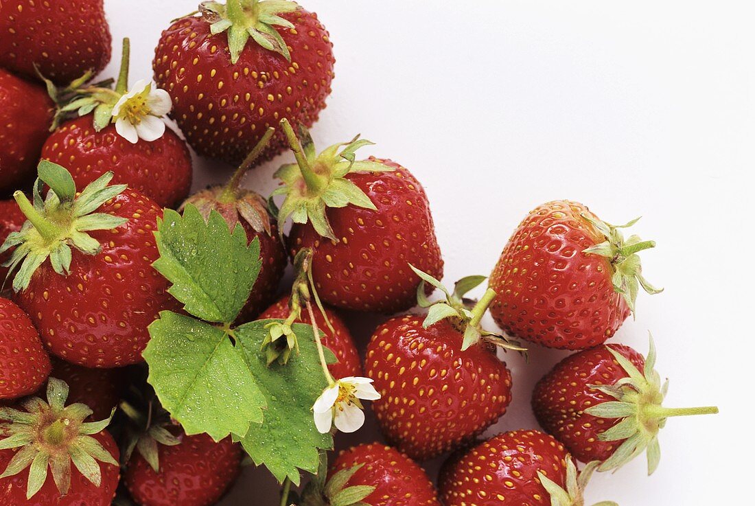 Erdbeeren mit Blüten und Blatt