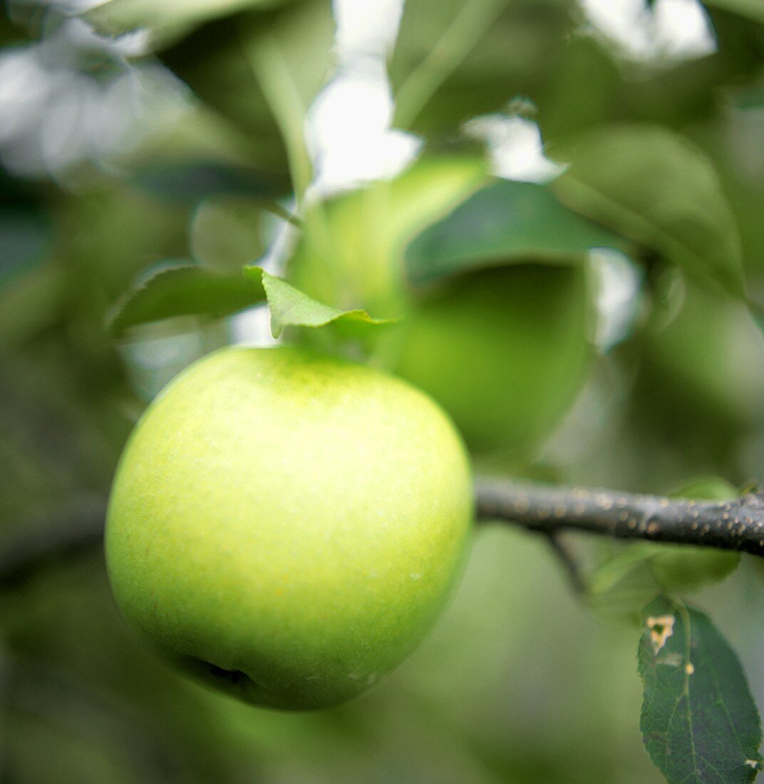 A Golden Delicious Apple on the Branch