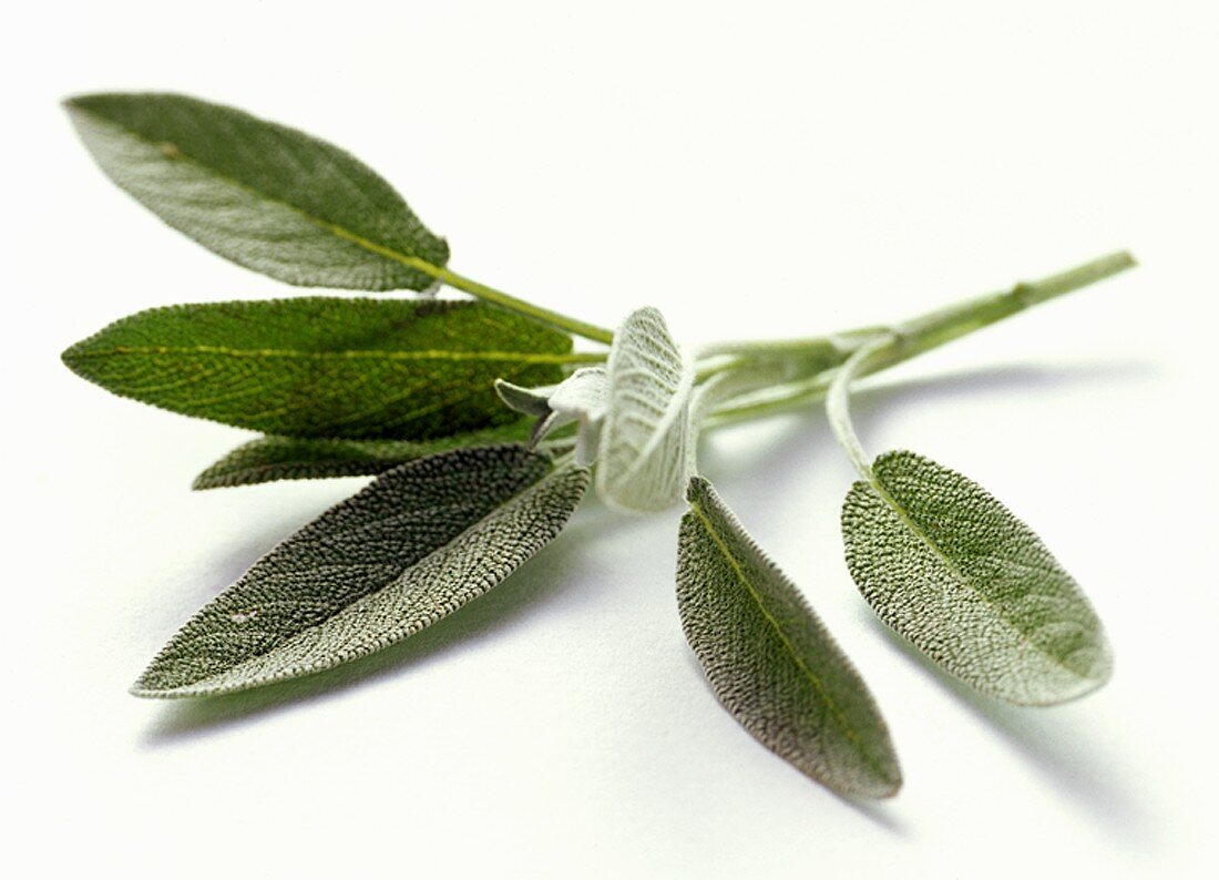 Fresh Sage